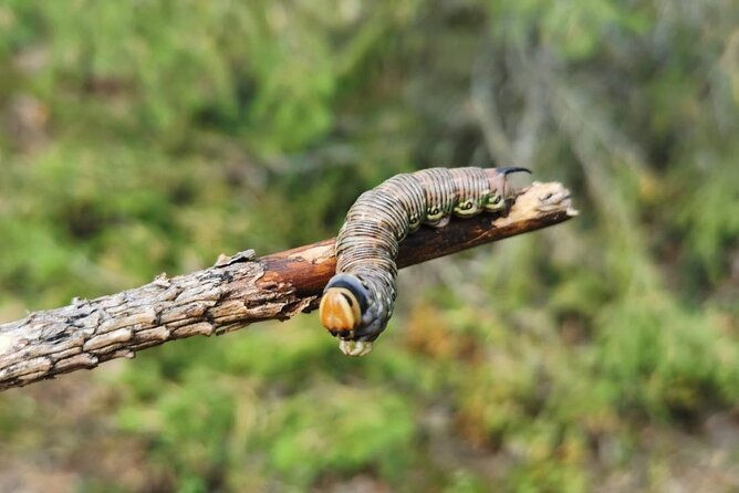 2-Day Small-Group Basic Skills Survival Course in Södermanland - Is $480.71 a fair price?