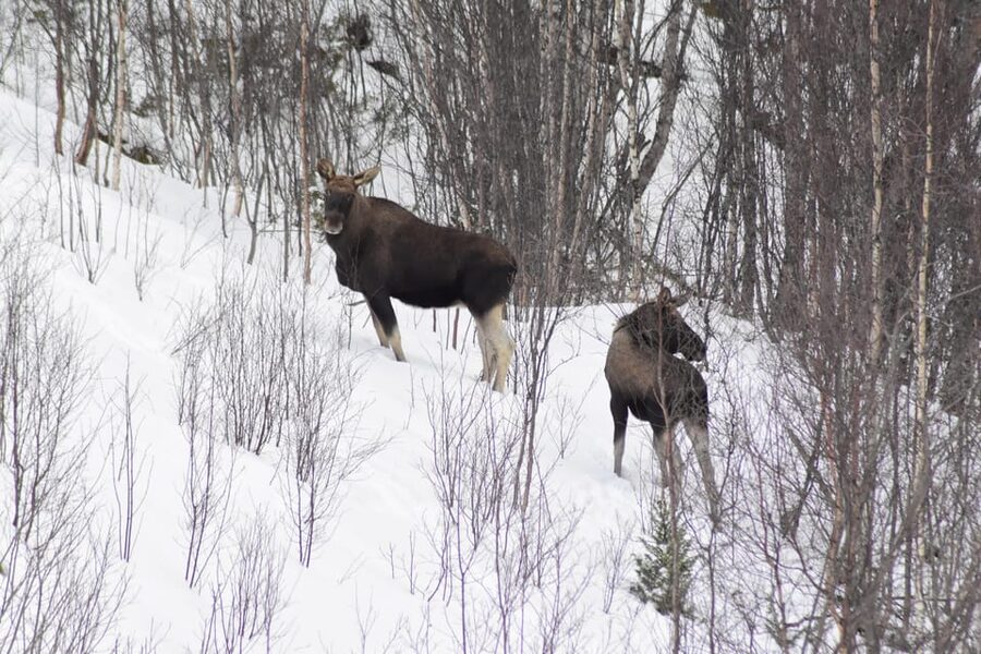 Abisko: Snowmobile Sightseeing Tour - The start at Experience Abisko