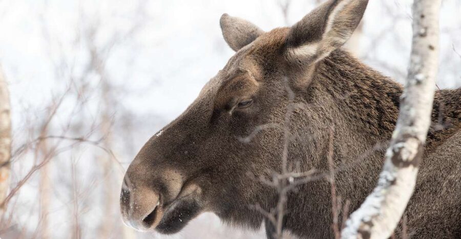Abisko: Wilderness Snowshoe Hike - Should you book the Abisko snowshoe hike?