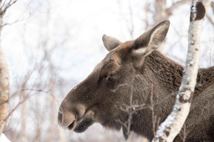 Abisko: Wilderness Snowshoe Hike - Getting used to snowshoes