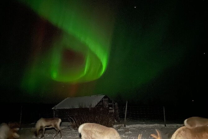 Arctic Adventure with Reindeer and Northern Lights Hunt 18:30 pm - A reindeer visit with a real reason behind it