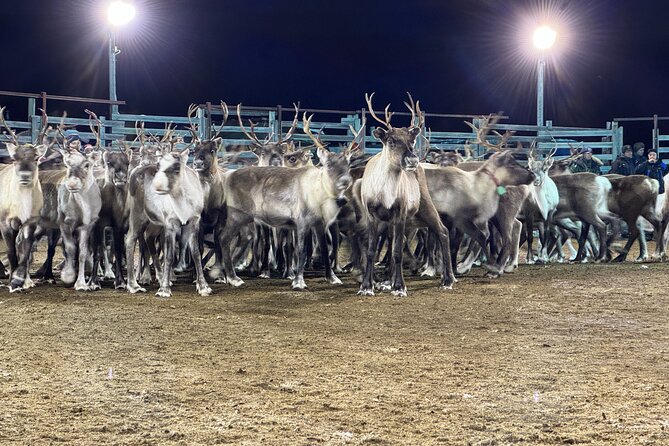 Arctic Adventure with Reindeer and Northern Lights Hunt 18:30 pm - The long return ride and the value of the evening