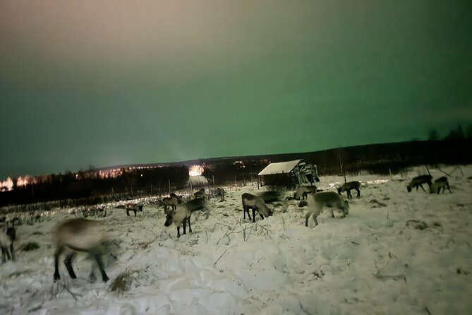 Arctic Adventure with Reindeer and Northern Lights Hunt 18:30 pm - Who will enjoy this most