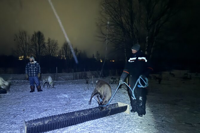 Arctic Adventure with Reindeer and Northern Lights Hunt 18:30 pm - Booking details worth knowing before you go