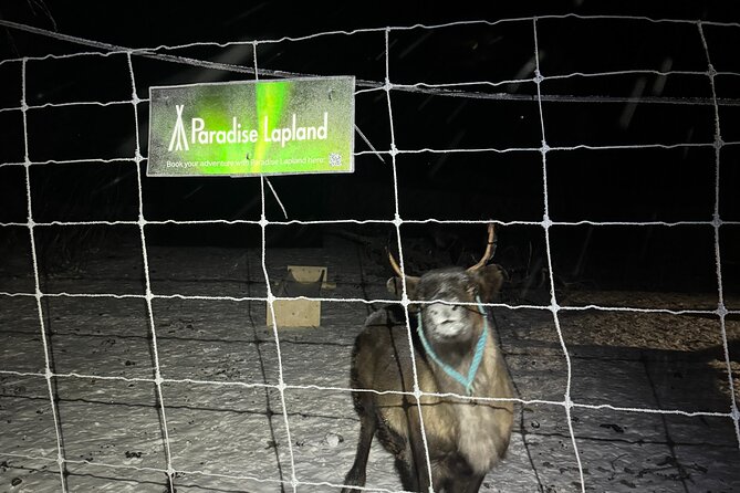Arctic Adventure with Reindeer and Northern Lights Hunt 18:30 pm - What happens at Övre-Soppero