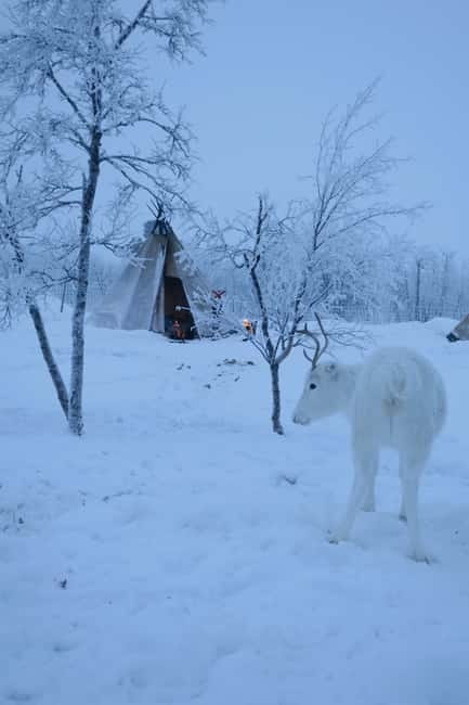 Arctic Dream - Snowmobile Safari to Lapland Viewpoint - Who should book this safari