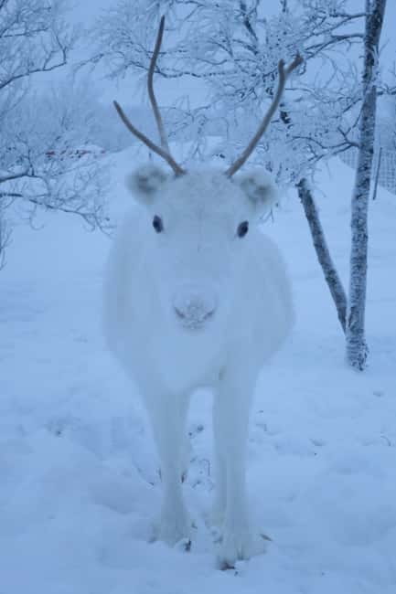 Arctic Dream - Snowmobile Safari to Lapland Viewpoint - Should you book the Lapland Viewpoint safari?