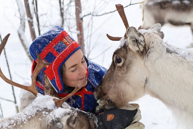 Aurora Hunting with Reindeer Caravan - Meeting the reindeer before the sled ride