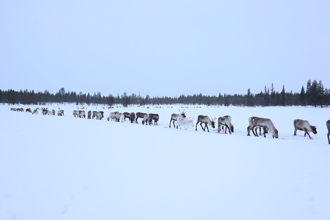 Aurora Hunting with Reindeer Caravan - Stories beside the fire and dinner in the tent