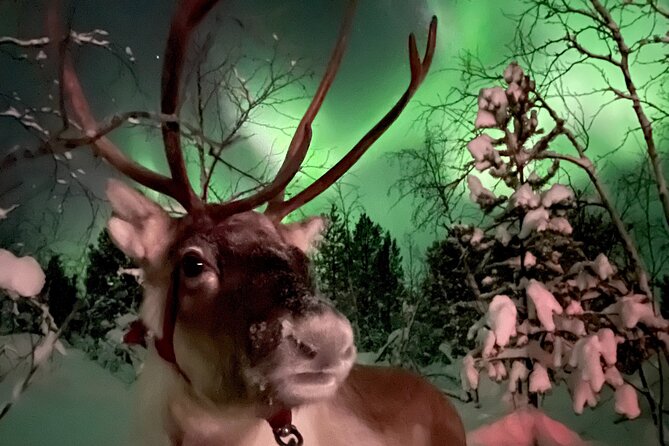 Aurora Hunting with Reindeer Caravan - Staying warm in Kiruna’s winter cold