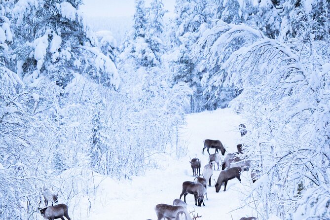 Aurora Hunting with Reindeer Caravan - What the $321 price includes
