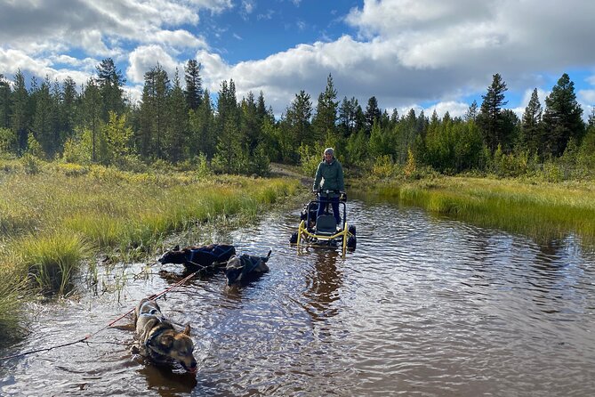 Autumn Husky Sit and Drive Cart Tour from Kiruna - Arriving at Husky Tours Lapland near Kiruna