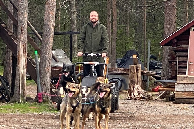 Autumn Husky Sit and Drive Cart Tour from Kiruna - Meeting roughly 80 friendly huskies