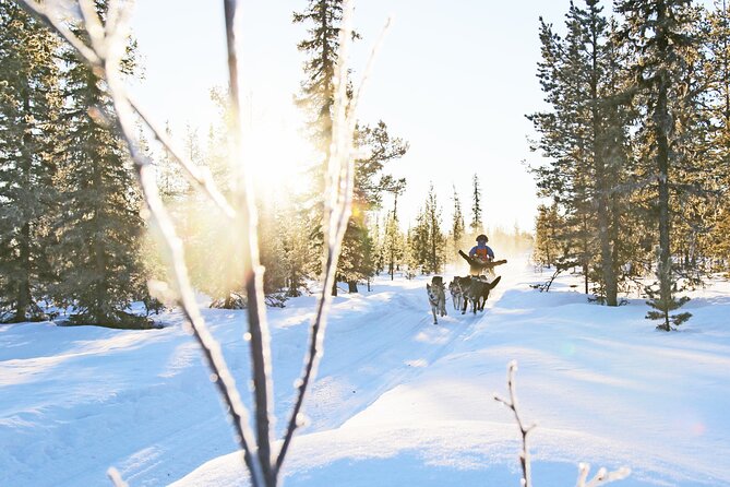 Dogsled Adventure Kiruna - Key points to know before booking