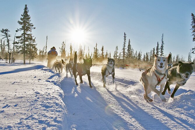 Dogsled Adventure Kiruna - Starting near Kiruna with pickup and a small group