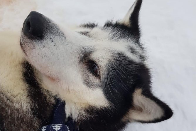 Dogsled Adventure Kiruna - How the cold changes the experience