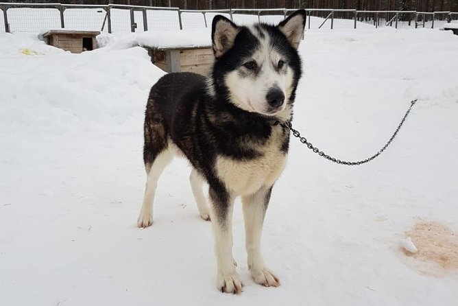 Dogsled Adventure Kiruna - Who will enjoy this dogsled adventure?