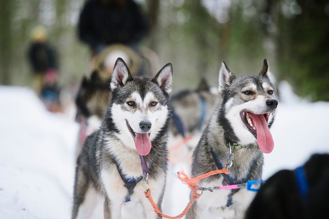 Dogsled Adventure Kiruna - What to confirm before you pay