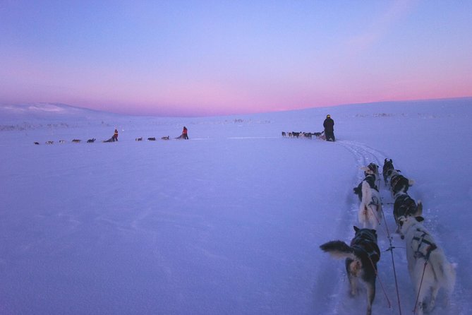 Dogsled Adventure Kiruna - The sled journey through snowy forest