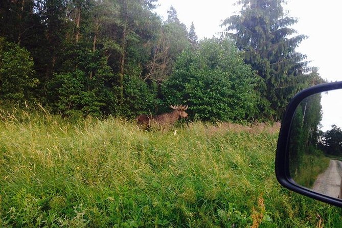 Evening Wildlife Safari from Stockholm - The Midsummer meal in a forest clearing