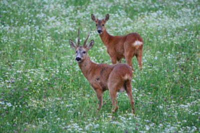 Evening Wildlife Safari from Stockholm