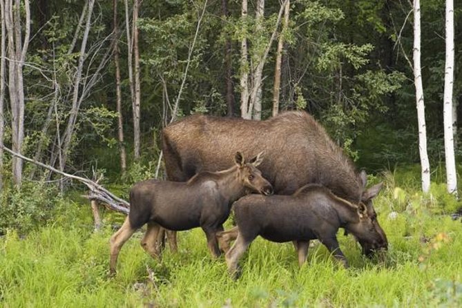 Evening Wildlife Safari from Stockholm - The practical drawbacks: toilets, weather, and van windows