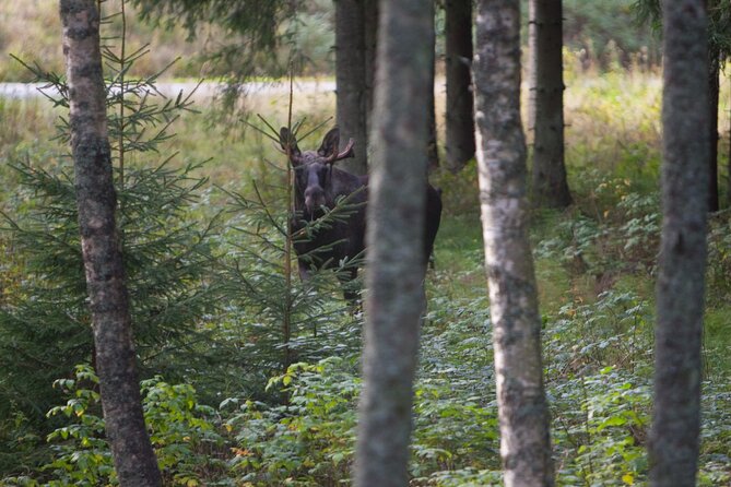 Evening Wildlife Safari Stockholm - What the $165.65 price includes
