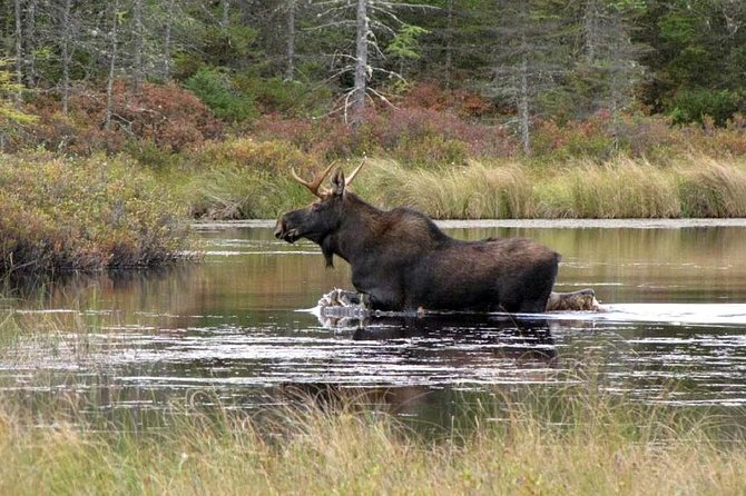 Evening Wildlife Safari Stockholm - A firelit dinner above Bornsjön
