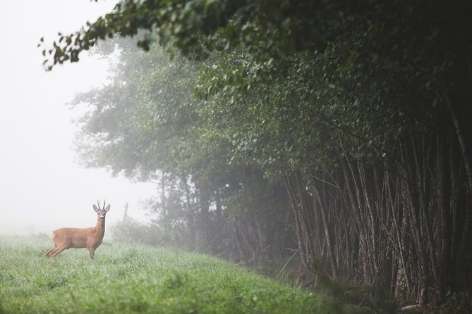 Evening Wildlife Safari with Campfire Dinner from Stockholm - Price, group size, and overall value