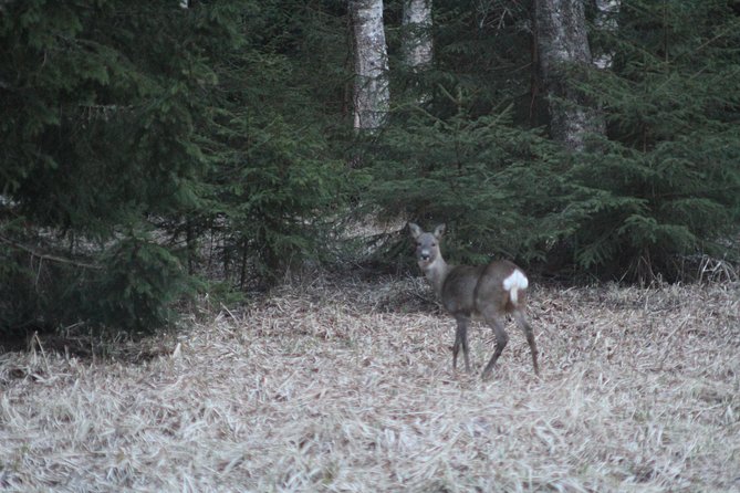 Evening Wildlife Safari with Campfire Dinner from Stockholm - Should you book the Stockholm wildlife safari?