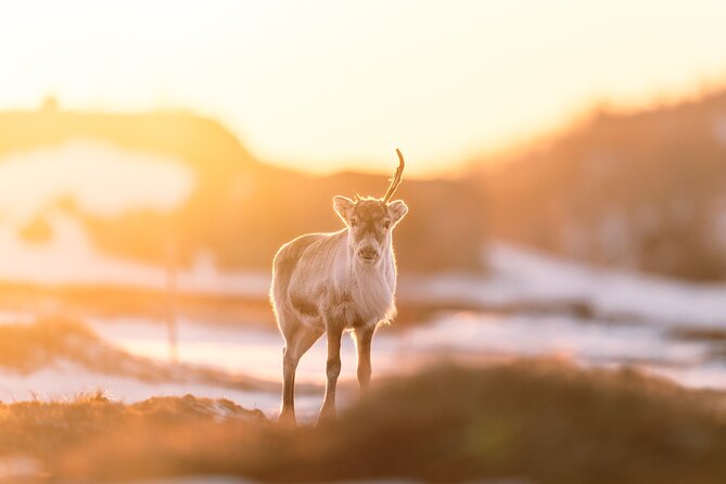 Explore the Norwegian Fjords and the Wildlife From Abisko - A six-hour search shaped by weather and sightings