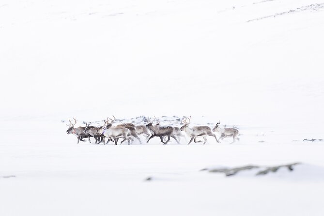 Explore the Norwegian Fjords and the Wildlife From Abisko - Is $181.02 a fair price?