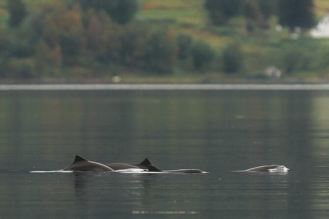 Explore the Norwegian Fjords and the Wildlife From Abisko - A note about weather and cancellation
