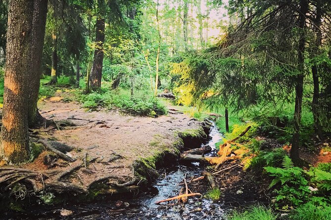 Forestbathing Slow Walking and Healing Spring Water, Stockholm - Slow trails around the lake