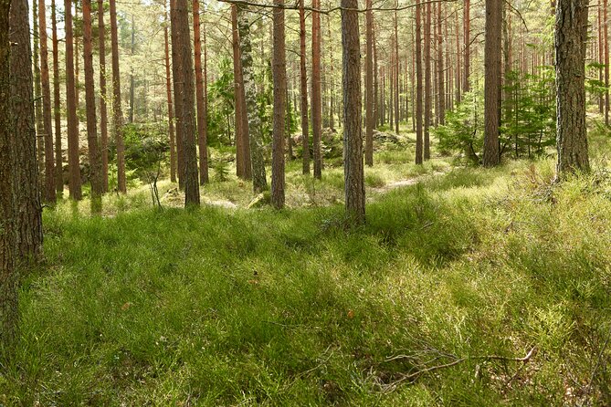 Forestbathing Slow Walking and Healing Spring Water, Stockholm - Who will enjoy this most