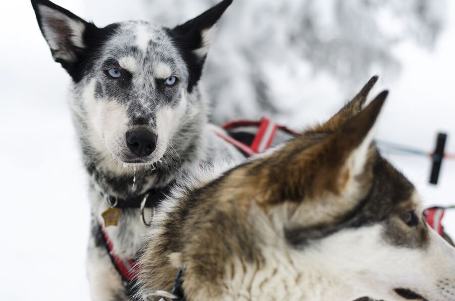 From Abisko: Dog Sledding Excursion to Kiruna with Fika - The long road from Abisko to Kiruna