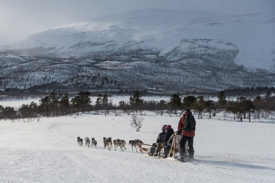 From Abisko: Dog Sledding Excursion to Kiruna with Fika - Meeting the dogs near Kiruna