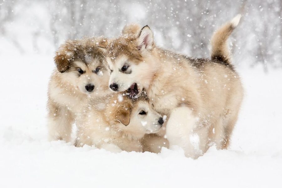 From Abisko: Dog Sledding Excursion to Kiruna with Fika - Warming up with fire, coffee, and cinnamon buns