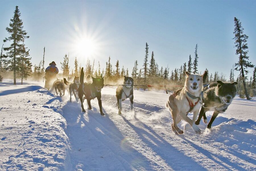 From Abisko: Dog Sledding Excursion to Kiruna with Fika - Who will enjoy this dog sled trip?
