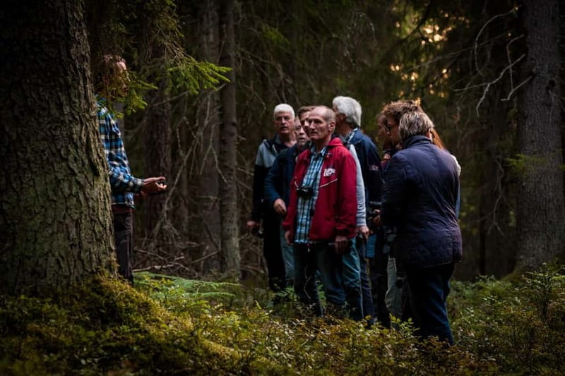 From Stockholm: Moose & Wildlife Safari with Campfire Dinner - Searching several hotspots by minibus