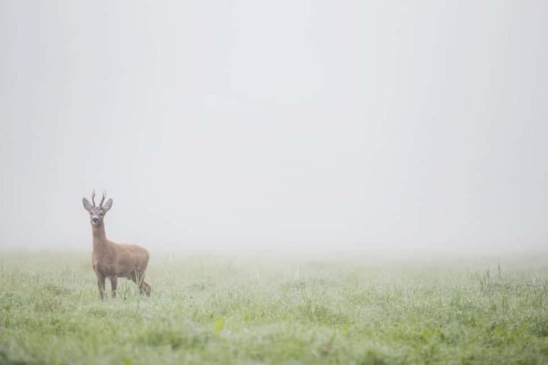 From Stockholm: Moose & Wildlife Safari with Campfire Dinner - Timing, comfort, and practical limits