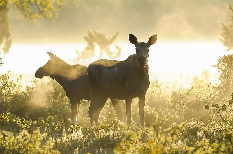 From Stockholm: Moose & Wildlife Safari with Campfire Dinner - Who should book this Stockholm safari