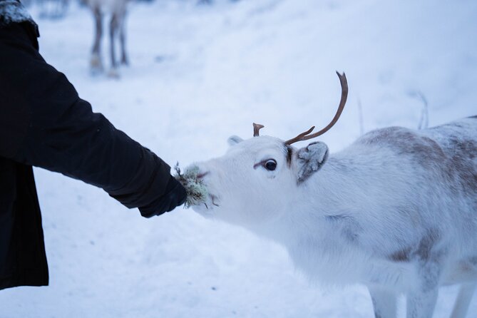 Full-Day Reindeer Tour with Pickup in Kiruna - A short but memorable reindeer-sled ride