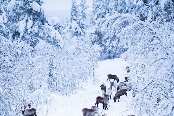 Full-Day Reindeer Tour with Pickup in Kiruna - Price, timing, and overall value
