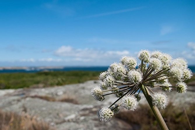 Guided boat tour to Vinga in Gothenburg - One hour on Vinga: lighthouse, trails, and sea air