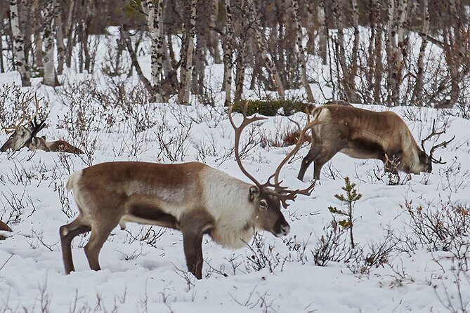 Half day Wildlife and Nature Photography - The Frozen River and Fire-Side Break