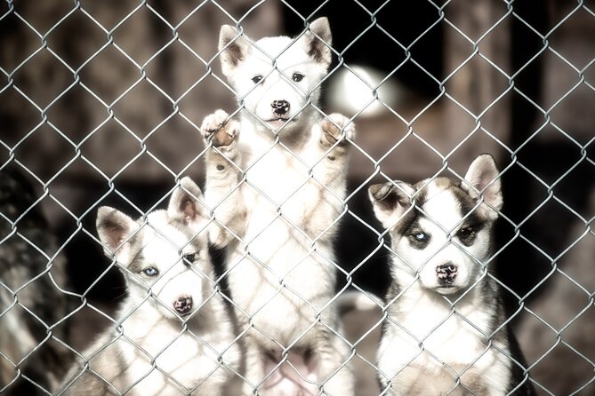 Husky cuddle at Fjälläventyr Dog Park - admission ticket - What the guide adds to the visit