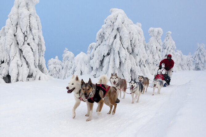 Husky Sledding Tour - The kennel tour after the run