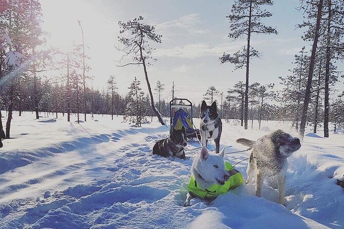 Husky Sledding Tour - What the $302.03 price really includes