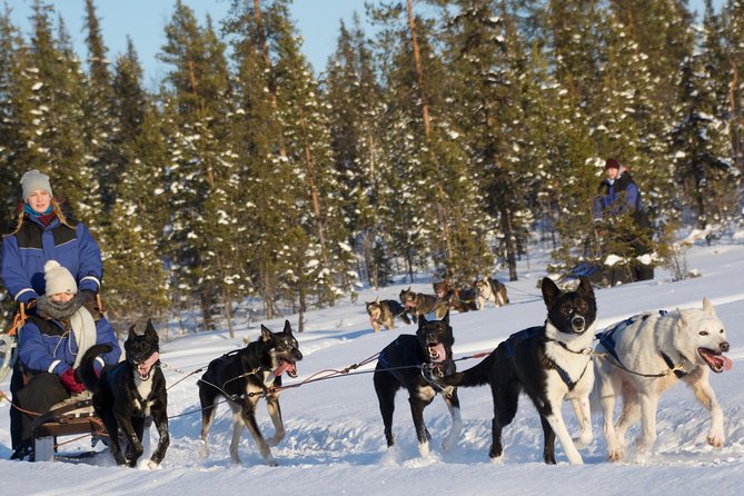 Husky Tour Sit and Drive Combo Tour from Kiruna - Starting at Husky Tours Lapland in Svappavaara
